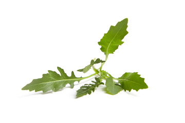 Wall Mural - Fresh arugula or rucola leaf vegetable isolated on white background. Garden rocket salad greens. A low-calorie snack for weight management