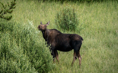 Wall Mural - Female Moose Reaches High Into Willow Plant For Food