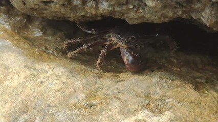 Aufkleber - Sea crab hiding under rock.