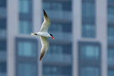 Fototapeta Łazienka - Caspian Tern Flies in Front of a Toronto Building