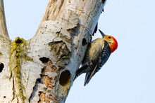 Red-Bellied Woodpecker In Morning Light In A Holey Tree