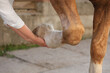 © New Africa - Man examining horse leg outdoors, closeup. Pet care