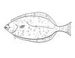 Drawing sketch style illustration of a California halibut fish native to Gulf of California side view black and white on isolated white background.