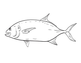 Canvas Print - Drawing sketch style illustration of a Pacific crevalle jack or Caranx caninus fish native to Gulf of California side view black and white on isolated white background.