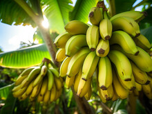 A Close Up Of Bananas Growing On A Farm