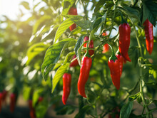A Close Up Of Chili Peppers Growing On A Farm