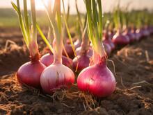 A Close Up Of Onions Growing On A Farm