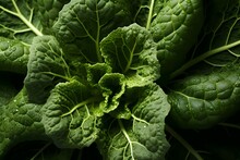 Closeup Of Fresh Savoy Cabbage Growing In Vegetable Garden