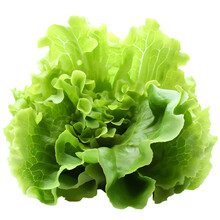 Green Curly Leaved Lettuce Salad