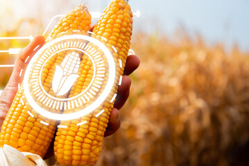 Wall Mural - Close-up view highlights the farmer's hand delicately cradling a harvested ear of corn within the dry cornfield, bathed in the soft radiance of orange light, Environment hud, Technology for agricultur