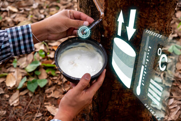 Wall Mural - Farmer's skilled hand collects the precious rubber liquid from the rubber tree, a symbiotic between nature and human stewardship, Environment hud.