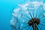 Fototapeta Dmuchawce - Close up of dandelion on the blue background. 