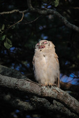 Wall Mural - Verreaux's eagle-owl calling while perched in a tree