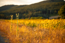 Two Tall Thistles In Front Of Field Of Sunflowers At Sunset. Beautiful Landscape Photography In Orange Sunset Colors.