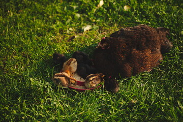 Wall Mural - Baby chickens with their mother hen on a small farm in Ontario, Canada.