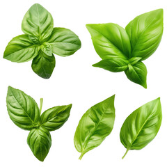 Set of basil isolated on white background