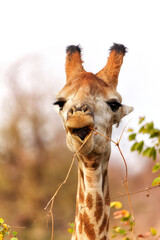 Wall Mural - Funny portrait of a male giraffe (Giraffa camelopardalis)  eating a small watermelon in Kruger National Park in South Africa