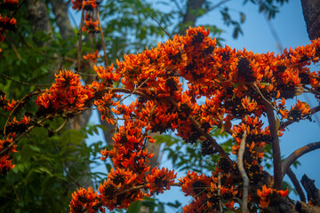 The red-orange Palash flowers have blossomed in the Palash tree. Orange flowers tree view in on midday against the sun.