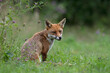 Red Fox (Vulpes vulpes) in a summer meadow at the edge of woodland