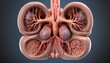 3d rendered illustration of the porcine anatomy - the kidneys