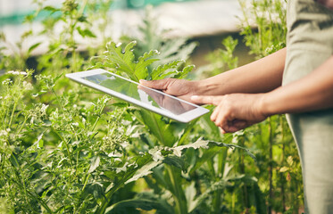 Wall Mural - Hands on tablet, research and woman in garden checking internet website for information on plants. Nature, technology and farmer with digital app for sustainability, agriculture and analysis on farm.