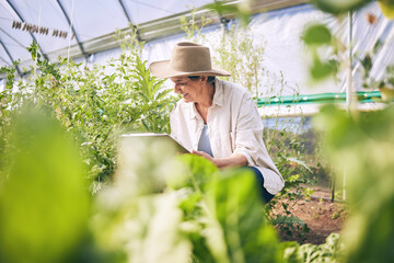 Wall Mural - Woman, mature and farming in greenhouse with plants, inspection and harvest with vegetable agriculture. Farmer, check crops and sustainability with agro business and ecology, growth and gardening