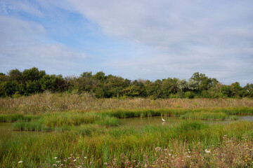 Wall Mural - Tasdon swamp Nature Reserve in La Rochelle city