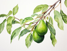 A Minimal Watercolor Painting Of Avocados Growing On A Farm