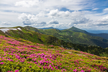 Wall Mural - Flowering of the Carpathian rhododendron in the Carpathians.