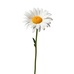 Wall Mural - a single white daisy blossom standing alone on a backdrop with a slender stem and side perspective