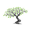 Juniper tree vector illustration, environment element, landscape design element