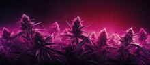 Pink Neon Lit Purple Cannabis Plants Against A Dark Backdrop Hemp Banner With Space For Text