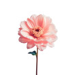 Isolated pink flower with transparent background