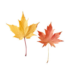 Sticker - Autumn maple leaves in yellow and red dried against a transparent background with selective focus