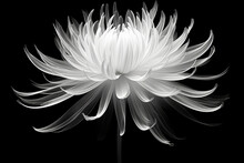 X-ray Of Chrysanthemum Flower On Black Background, Minimalist