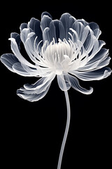 x-ray of chrysanthemum flower on black background, minimalist