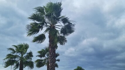 Wall Mural - Green palm trees on a tropical island. A cloudy day