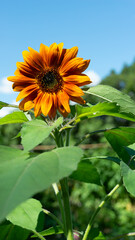 Wall Mural - brown-orange sunflower in bloom on a scenic summer view