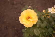 An Opened Flower Of A Yellow Rose  On A Sunny Day. Close-up. Ground Cover Or Hybrid Tea Rose. Blurred Background. Place For Text. 