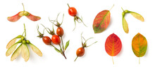 Natural Autumn / Fall Forest Or Garden Design Elements Isolated Over A Transparent Background, Maple Seeds, Rose Hips And Colorful Red, Green, Orange And Yellow Leaves, Cut-out Nature Elements, PNG