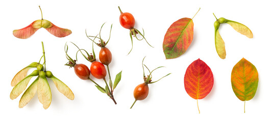 natural autumn / fall forest or garden design elements isolated over a transparent background, maple