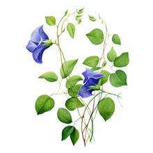 Green Leaves Vines With Blue Flowers Of Asian Pigeonwings Or Butterfly Pea (Clitoria Ternatea) The Medicinal Creeper Flowering Plant On White