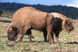 Fototapeta Sawanna - Free roaming European bison Bison bonasus or wisent

