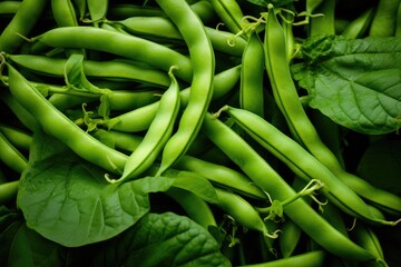 Wall Mural - Green beans growing in a garden in summer.