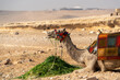 Camel in the Sahara desert