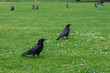 Black crowns walking on the green grass of lawn in the park. Many crowns. Black Corvus birds in grass.