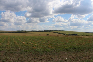 Wall Mural - A field of grass and trees