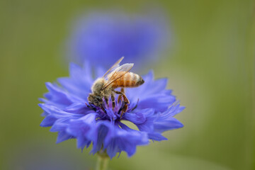 Sticker - honey bee on a flower