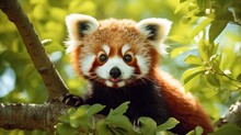 Cute Baby Red Panda Very Happy And Playful In The Tree.Generative AI