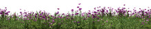 Evergreen Grass Field And Purple Flower In Nature, Flowres On Garden In Springtime, Tropical Forest Isolated On Transparent Background - PNG File, 3D Rendering Illustration